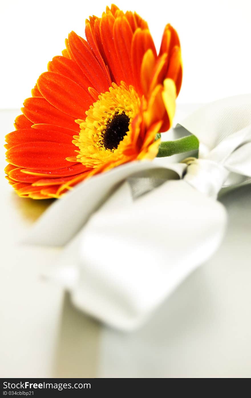 Gerbera and ribbon  on a white buckground. Gerbera and ribbon  on a white buckground