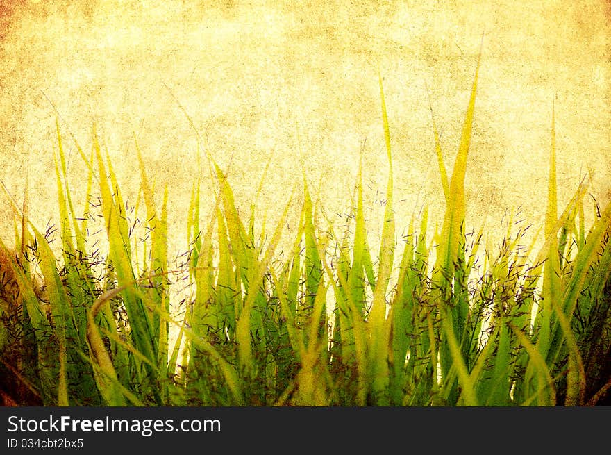 Grass Background