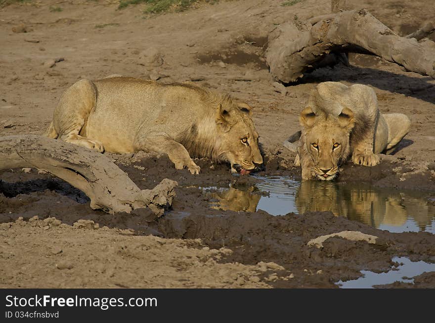 Young male lion drinking from a waterhole in africa. Young male lion drinking from a waterhole in africa