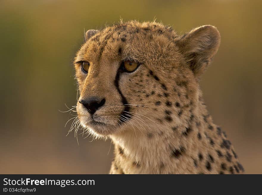 Portrait of male cheetah staring into the distance. Portrait of male cheetah staring into the distance