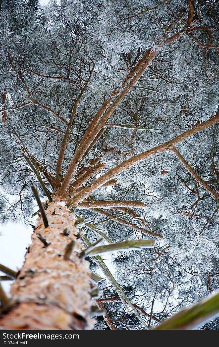 Pine covered by a snow