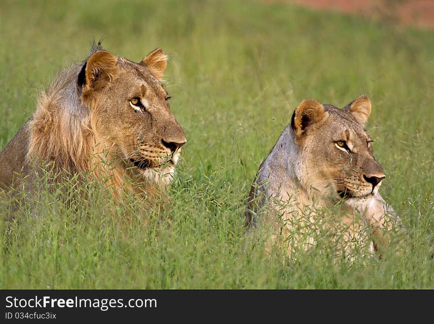 Brother and sister lion lying down in green grass. Brother and sister lion lying down in green grass