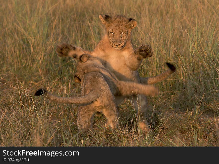 Lion cubs playing in long green grass