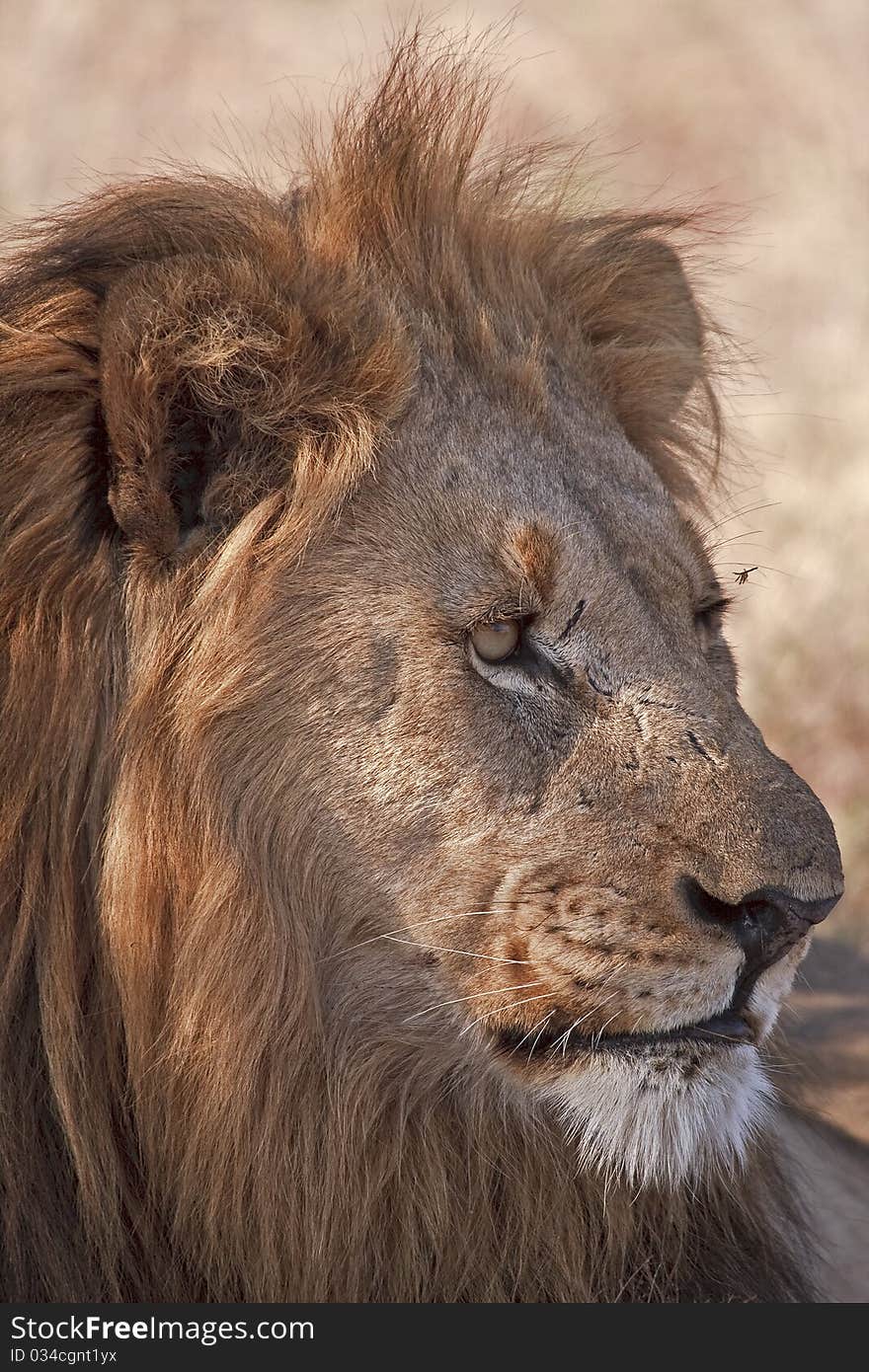 Portrait of male lion