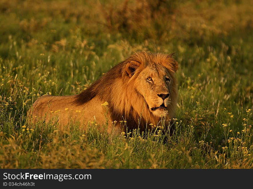 MAle Lion With Yellow Flowers