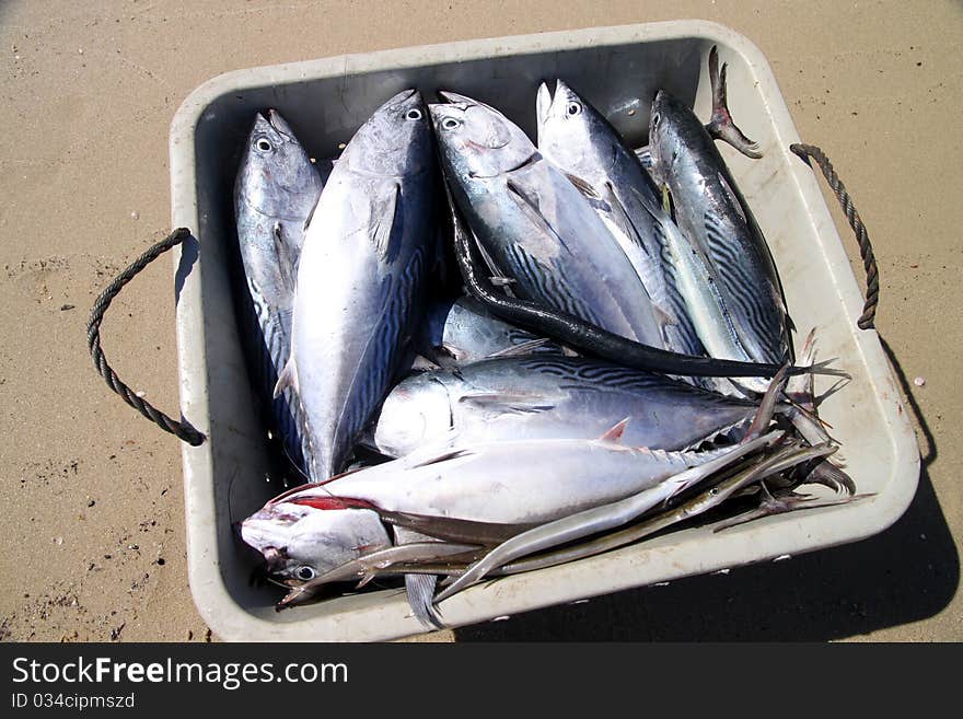 Freshly caught fish on the beach near Diego Suarez in Madagascar. Freshly caught fish on the beach near Diego Suarez in Madagascar