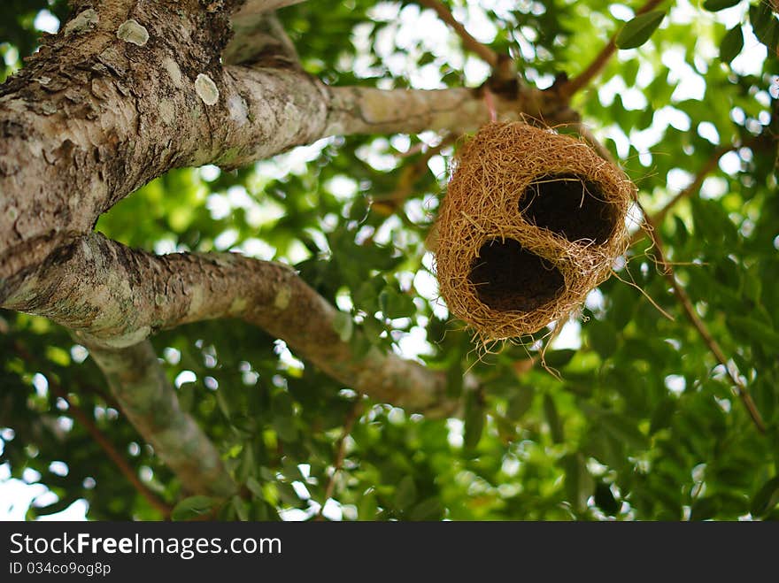 Bird nest on top of tree