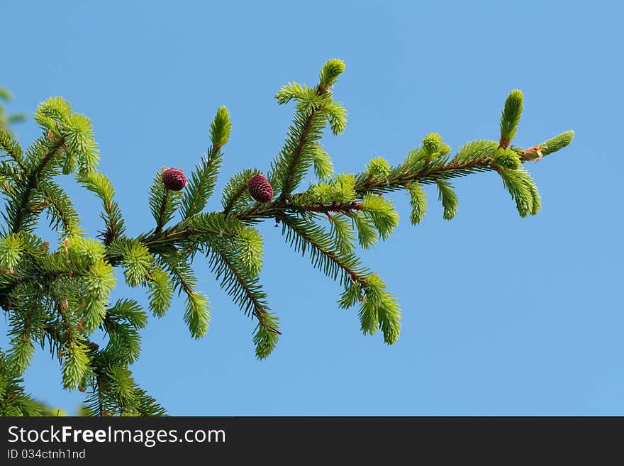 Fir tree