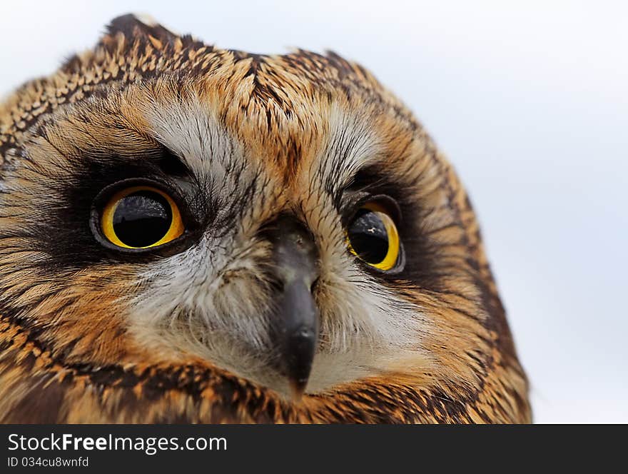 Portrait of the Short-eared Owl against sky.