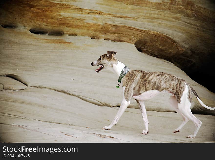 Whippet Exploring Sandstone Cliff