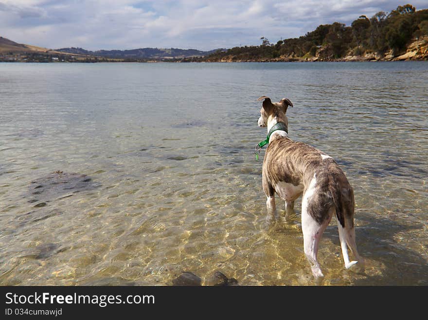 Brindle And White Whippet In Ocean