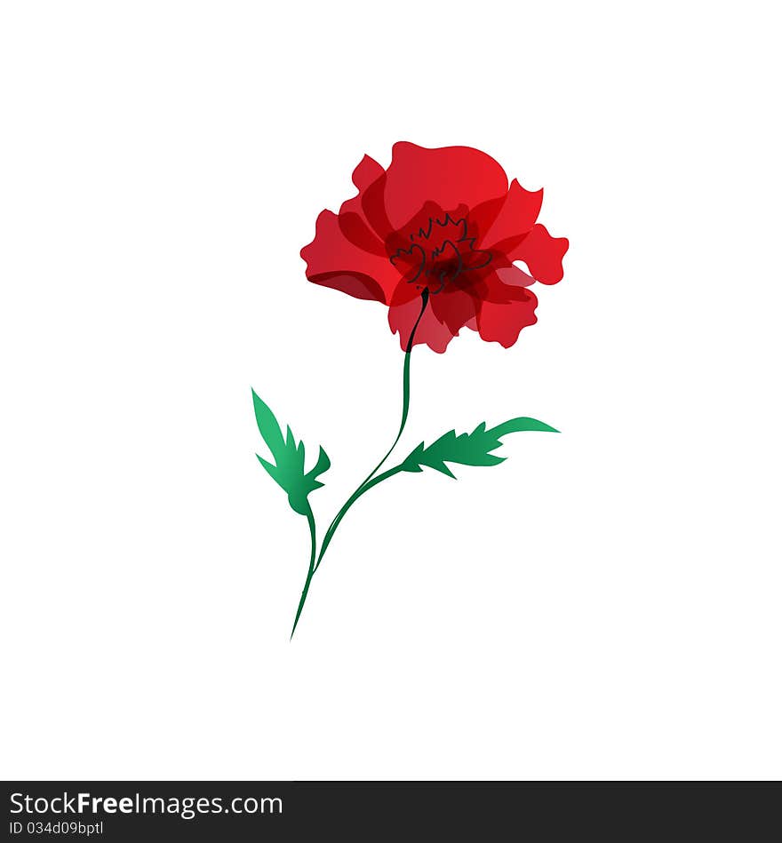 Red poppy isolated over white