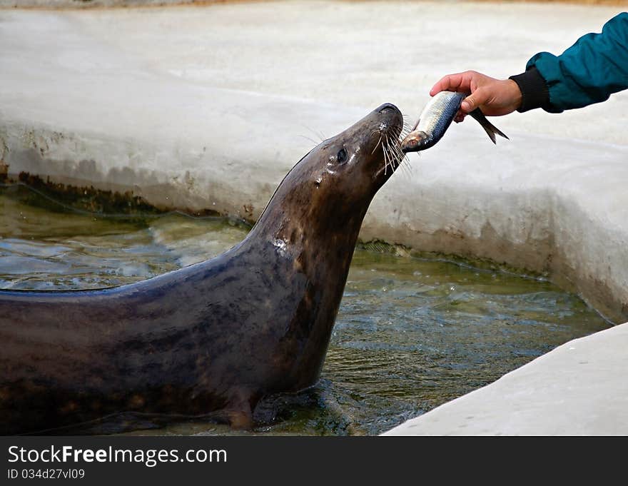 Feeding of a seal in ZOO