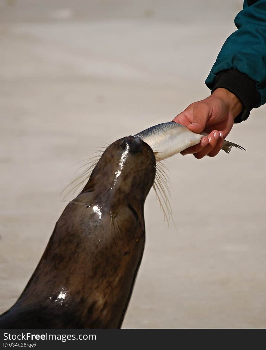 Feeding of a seal in ZOO