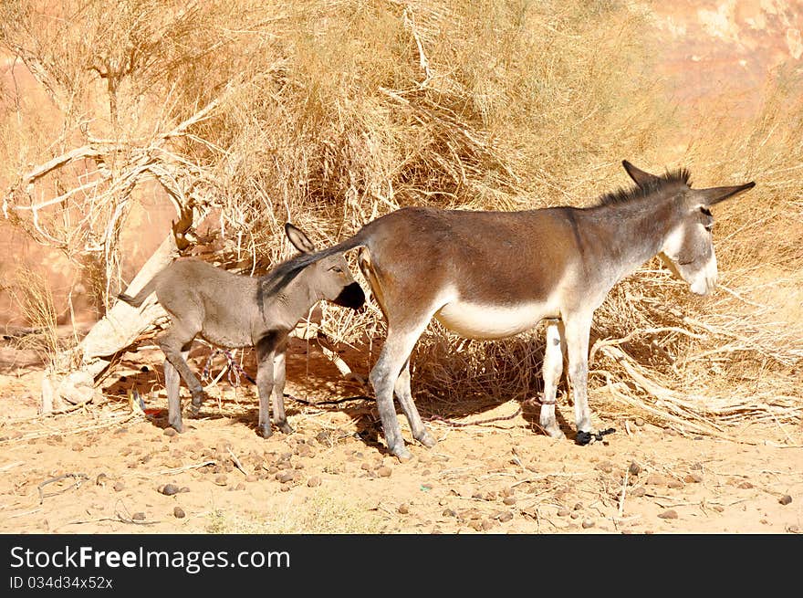 Donkey and baby donkey, desert in Jordan