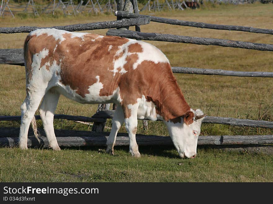 Cow On Pasture