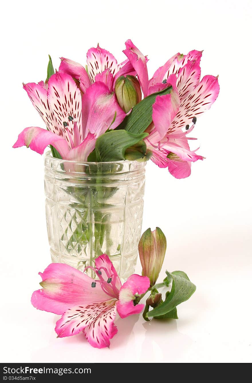 Pink flowers on a white background