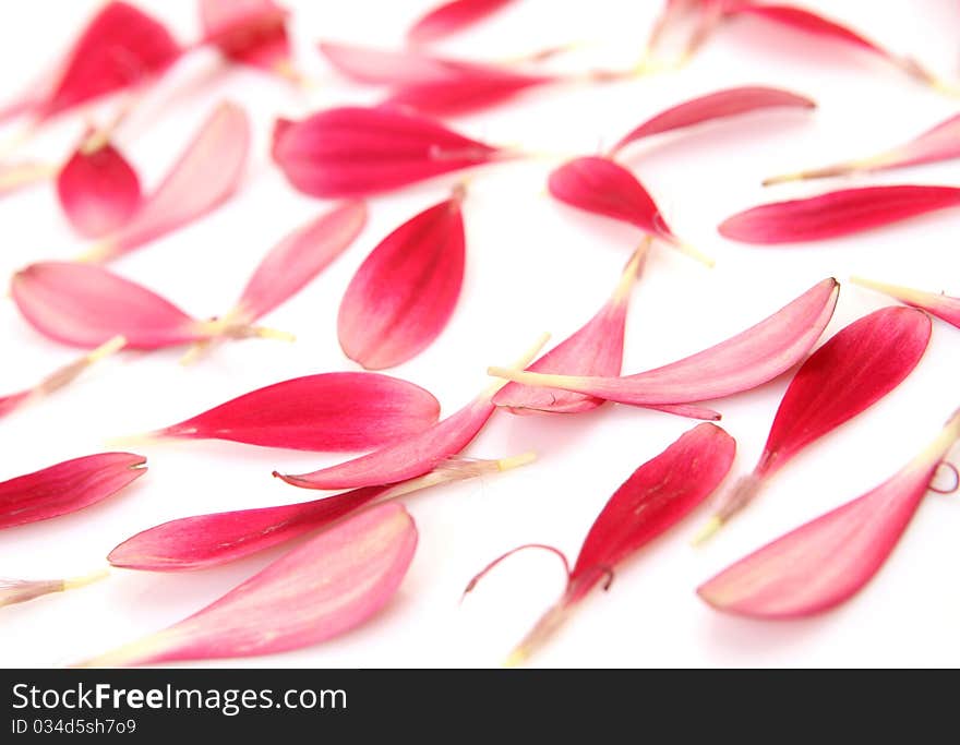 Pink petals on a white background