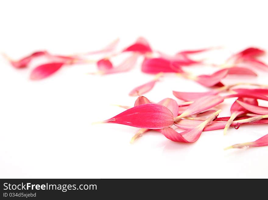 Pink petals on a white background