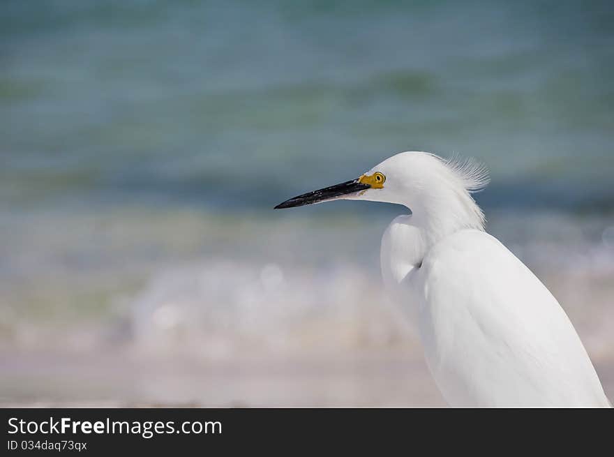 Snowy Egret