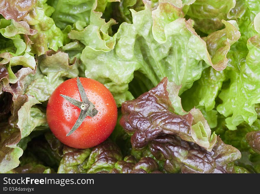 Salad leaves