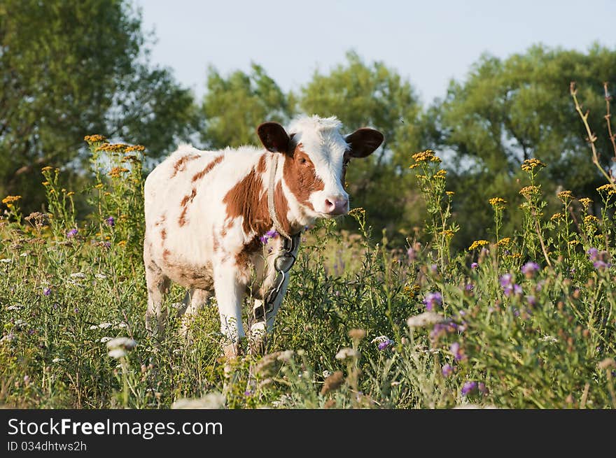 Young Bull Among A Grass