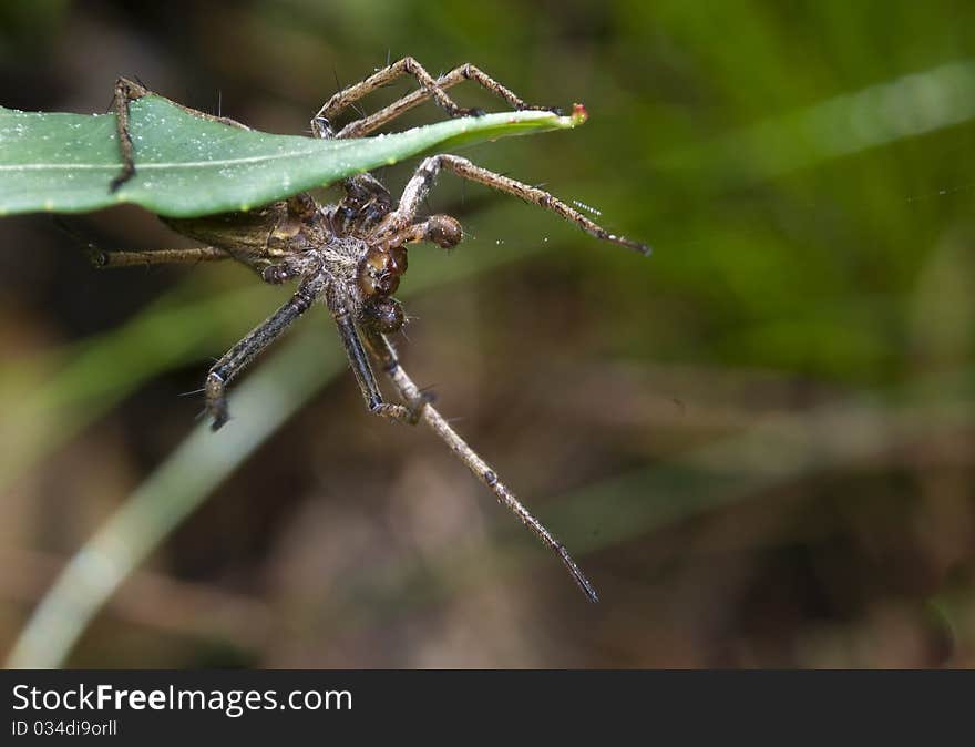 Pisaura mirabilis a spider with a highly variable coloration while hunting