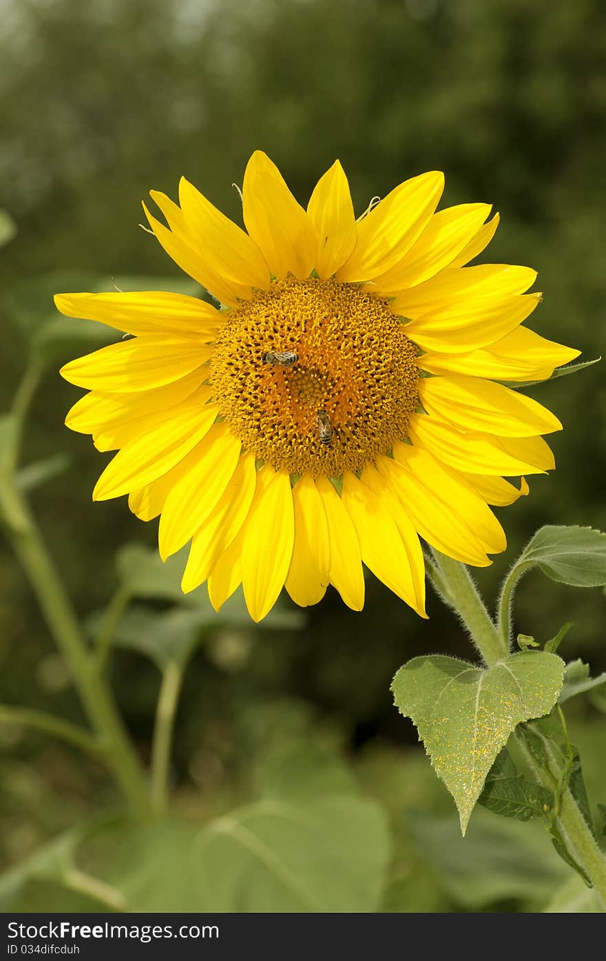 Yellow Sunflower Is Pollinated By Bees