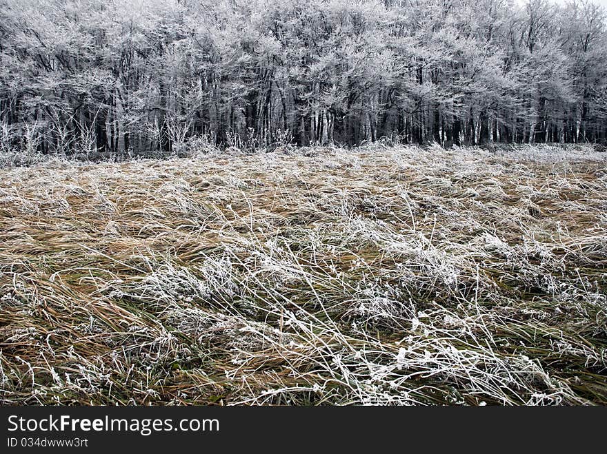 Hoarfrost on a grass, blowing wind.