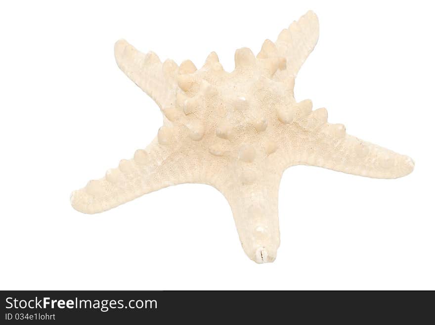 A starfish with the white background