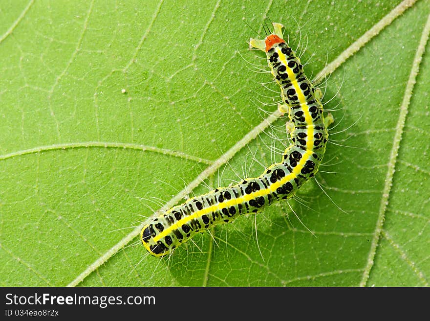 A cute caterpillar on leaf in a garden