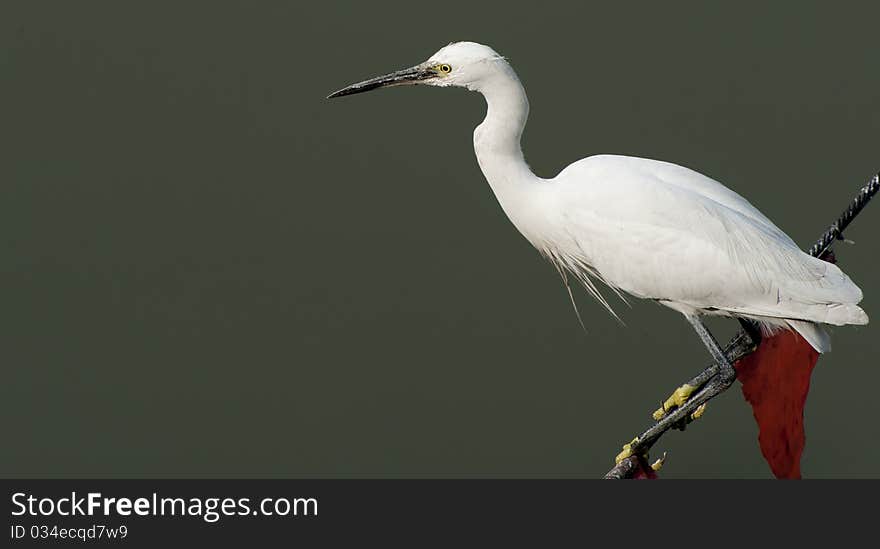 A white egret Standing on the ropes