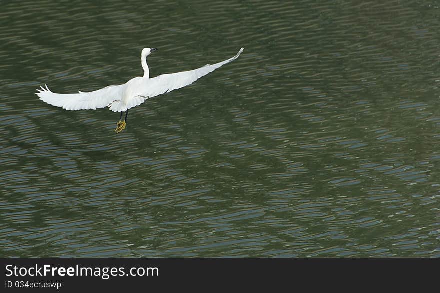 White egret in flight