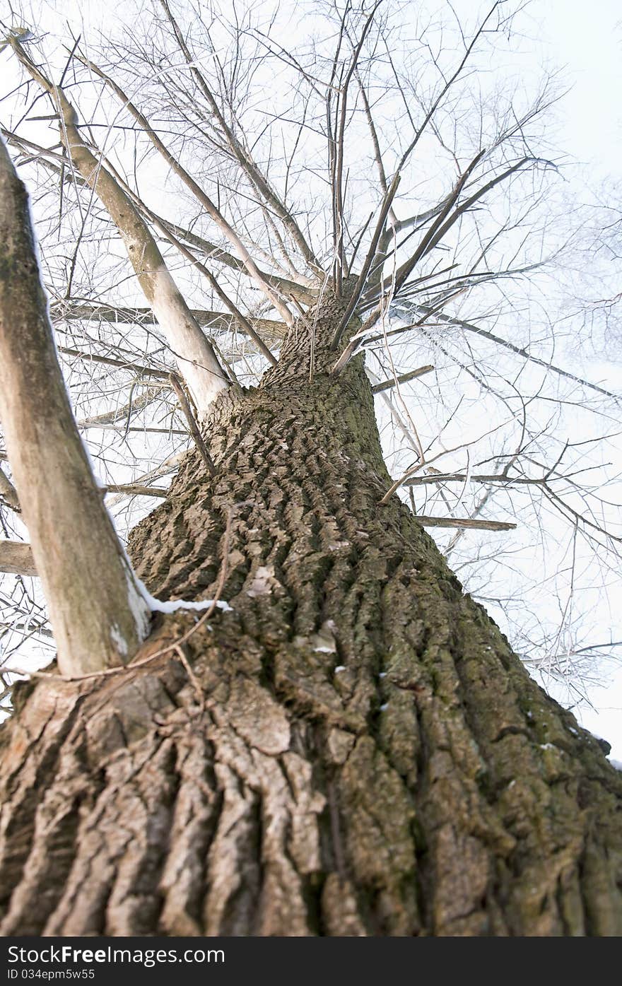 Tree Without The Leaves