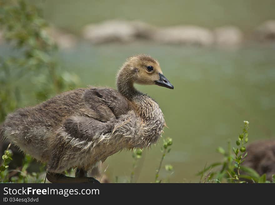 Canada Gosling in the Grass