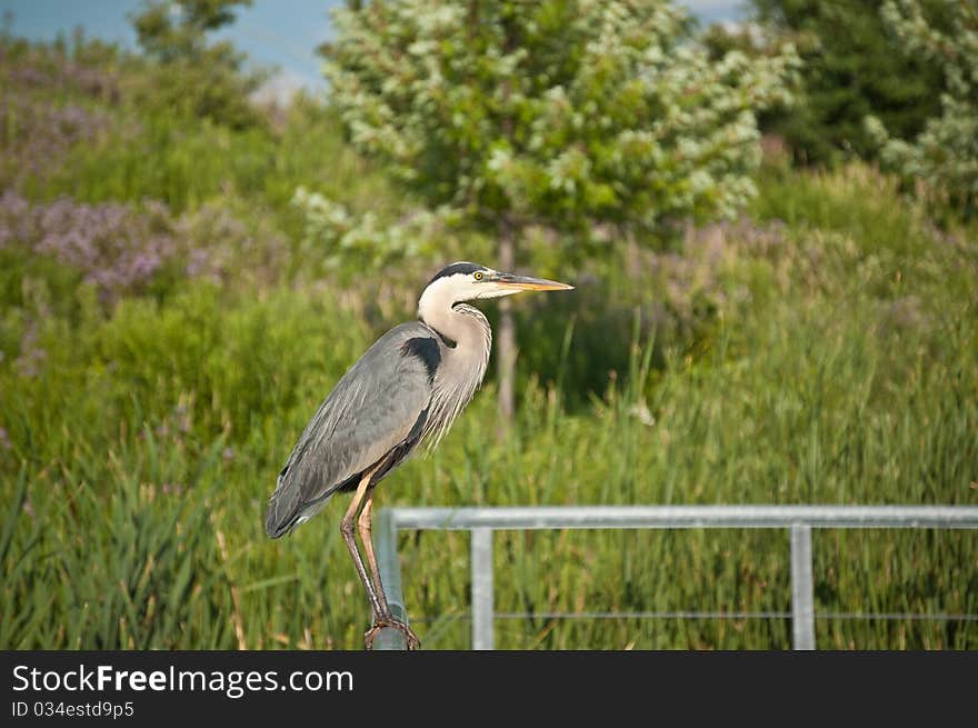 Great Blue Heron Perched on Metal Handrail