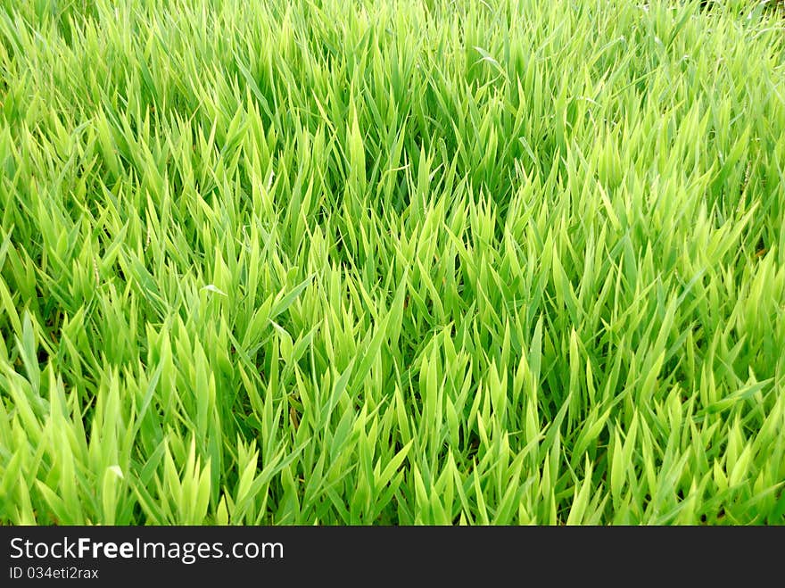 Fresh green grass in the rainy season