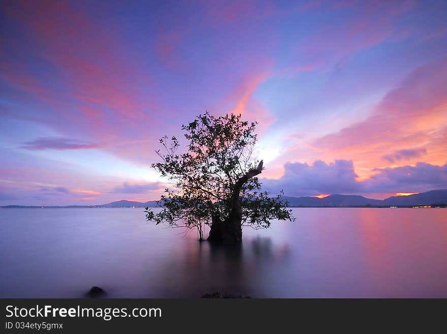 Back light water mangrove middle evening. Back light water mangrove middle evening