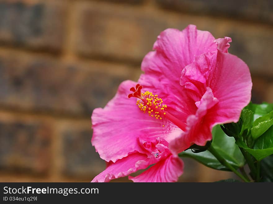 A pink Hibiscus with a brown background