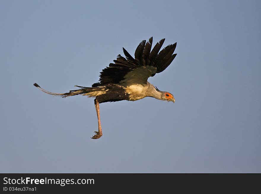 Secretary bird flying with wings stretched out