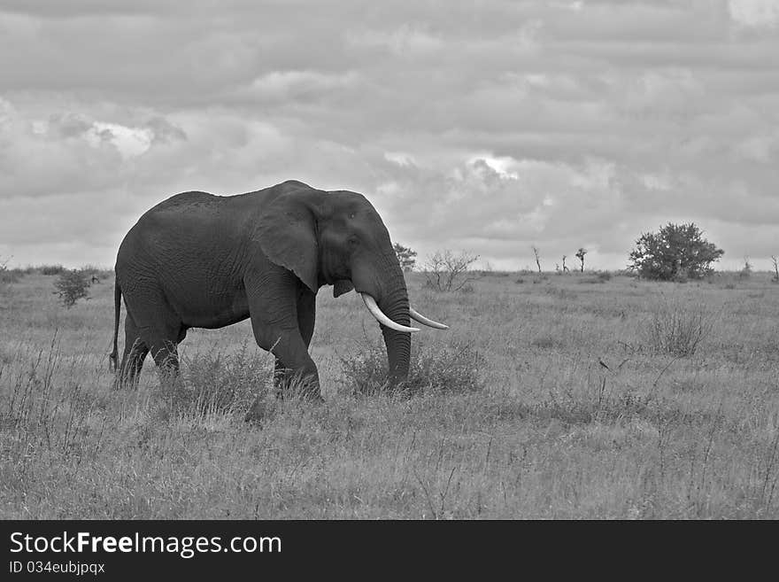 Bull elephant in open clearing with big tusks