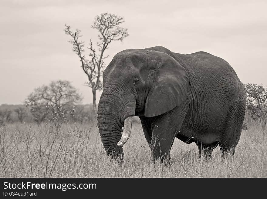 Bull elephant in open clearing with big tusks