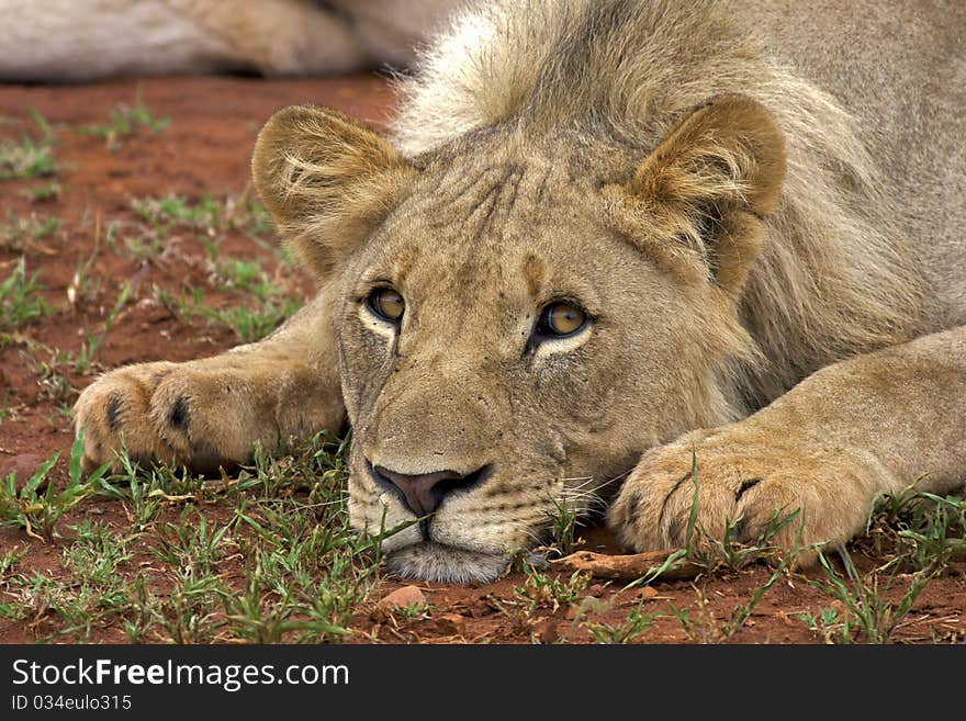 Young male lion looking at the camera