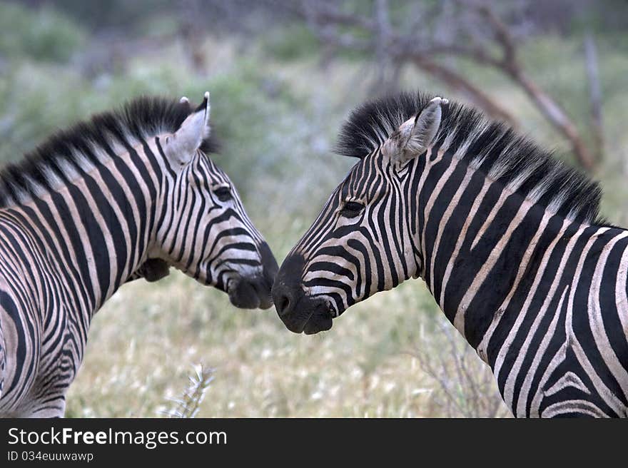 Zebras looking at each other. Zebras looking at each other