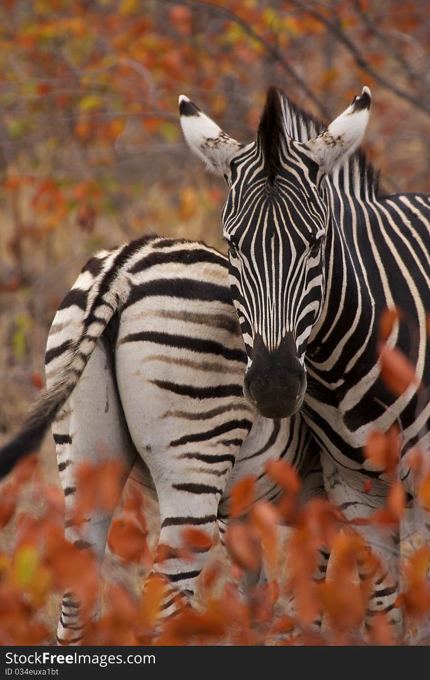 Zebras between red mopani tree leaves. Zebras between red mopani tree leaves