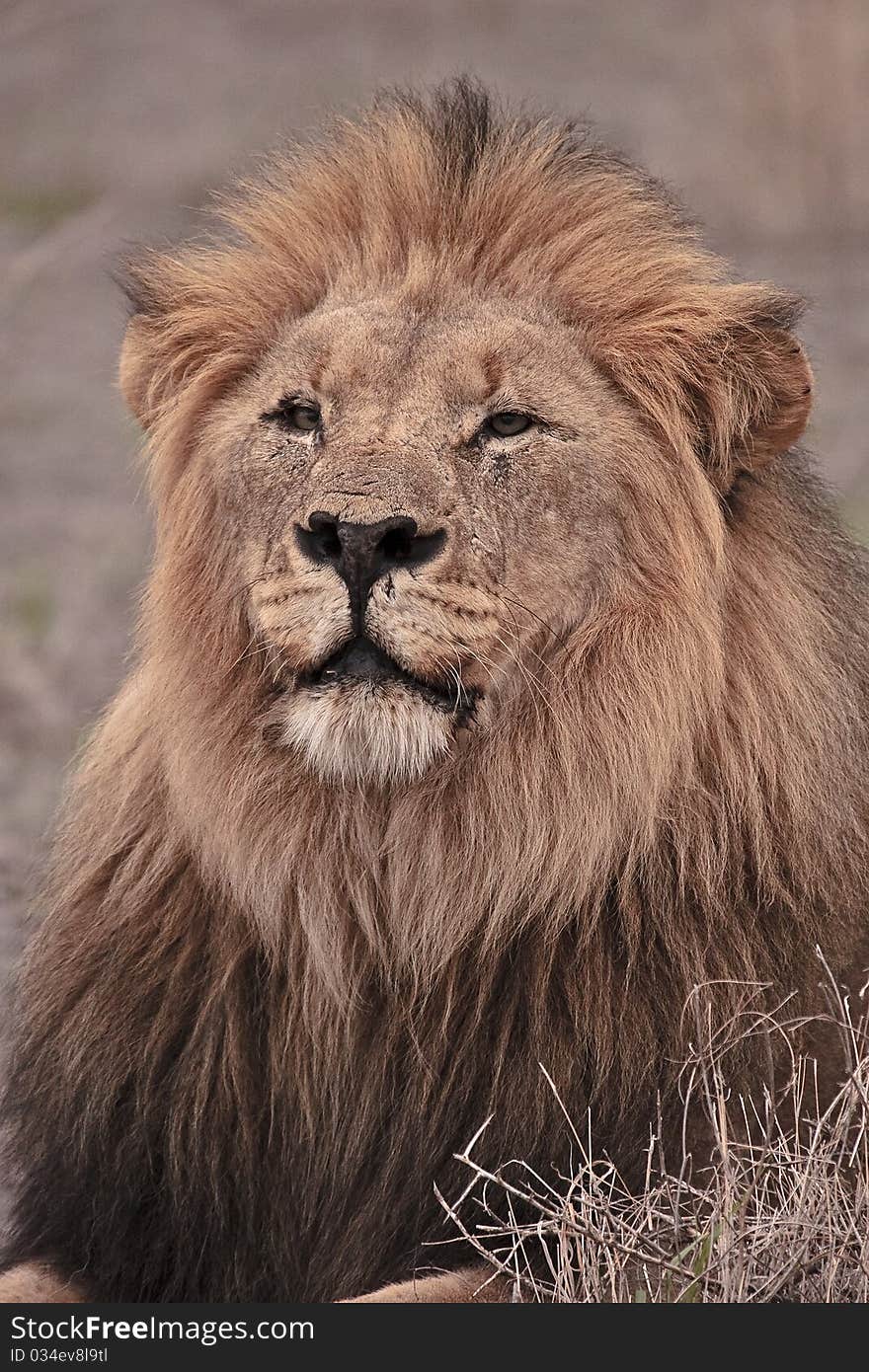 Kalahari male lion with black mane starring