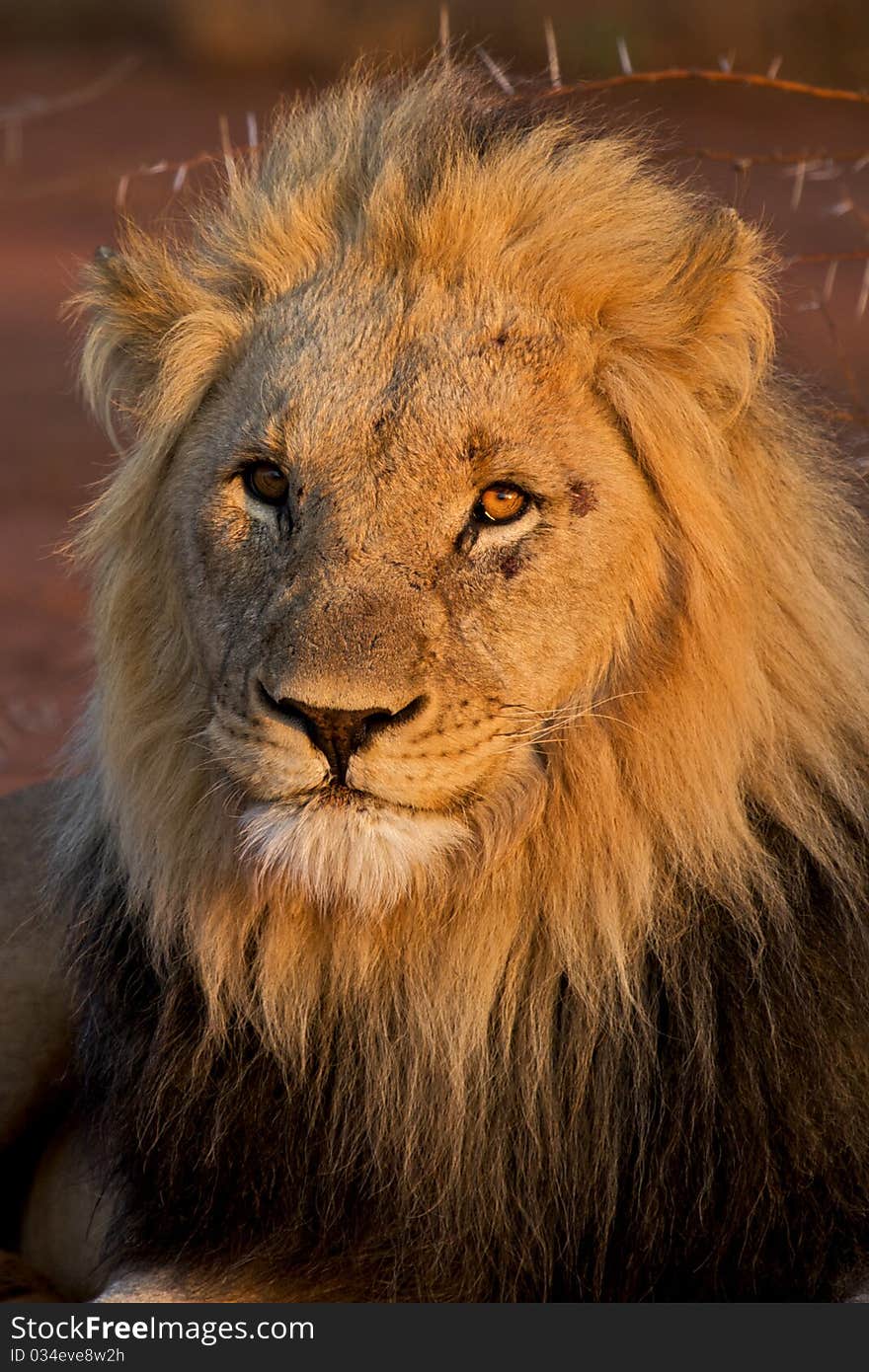 Kalahari Male Lion