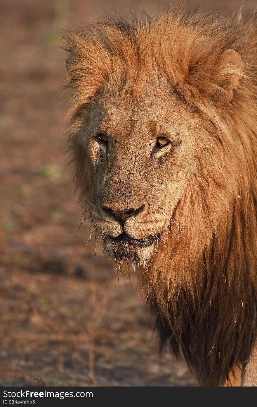 Kalahari male lion with black mane starring