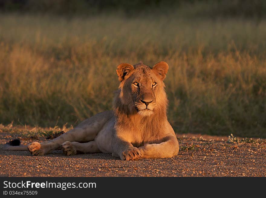 Kalahari male lion in open clearing looking at prey