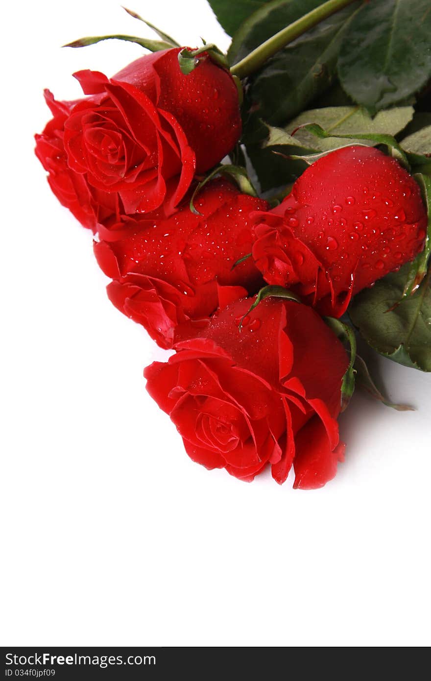 Beautiful red roses on a white background with space for copy.